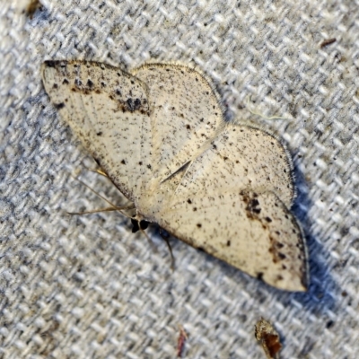 Taxeotis intextata (Looper Moth, Grey Taxeotis) at O'Connor, ACT - 27 Oct 2018 by ibaird