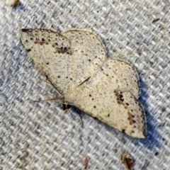 Taxeotis intextata (Looper Moth, Grey Taxeotis) at O'Connor, ACT - 27 Oct 2018 by ibaird