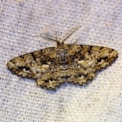 Unplaced externaria (Mahogany Bark Moth) at O'Connor, ACT - 27 Oct 2018 by ibaird