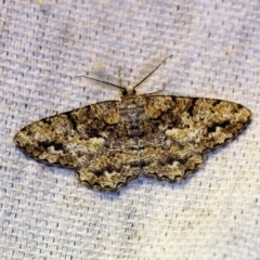 Unplaced externaria (Mahogany Bark Moth (formerly Hypomecis externaria)) at O'Connor, ACT - 27 Oct 2018 by ibaird