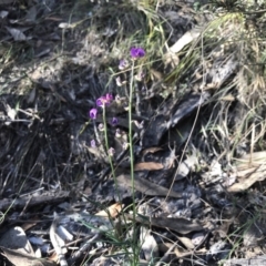 Swainsona recta (Small Purple Pea) at Mount Taylor - 30 Oct 2018 by PeterR