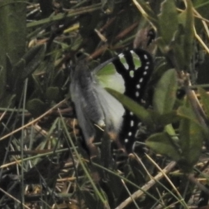 Graphium macleayanum at Bimberi, ACT - 1 Nov 2018 12:19 PM