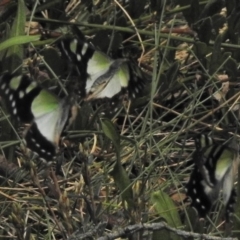 Graphium macleayanum at Bimberi, ACT - 1 Nov 2018