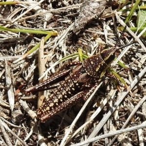 Monistria concinna at Cotter River, ACT - 1 Nov 2018 12:10 PM