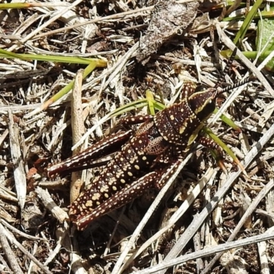 Monistria concinna (Southern Pyrgomorph) at Namadgi National Park - 1 Nov 2018 by JohnBundock