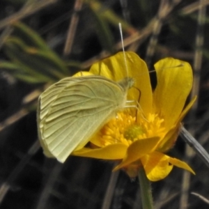 Pieris rapae at Cotter River, ACT - 1 Nov 2018