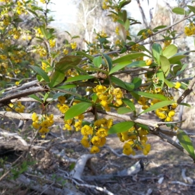 Berberis vulgaris (Barberry Bush) at Campbell, ACT - 1 Nov 2018 by SilkeSma