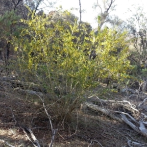 Berberis vulgaris at Campbell, ACT - 1 Nov 2018 08:54 AM