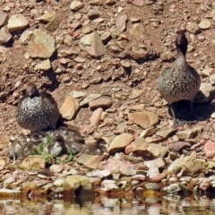 Chenonetta jubata (Australian Wood Duck) at Kambah, ACT - 31 Oct 2018 by RodDeb