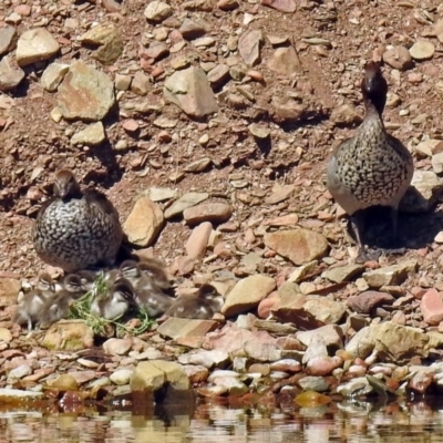 Chenonetta jubata (Australian Wood Duck) at Kambah, ACT - 31 Oct 2018 by RodDeb