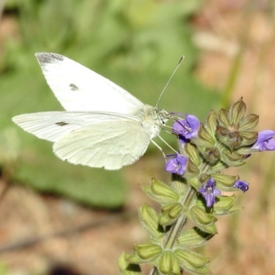 Pieris rapae (Cabbage White) at Kambah Pool - 31 Oct 2018 by RodDeb