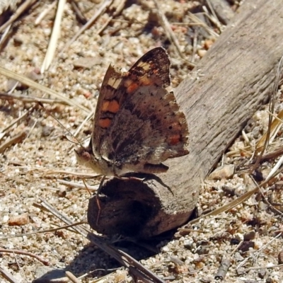 Junonia villida (Meadow Argus) at Kambah Pool - 1 Nov 2018 by RodDeb