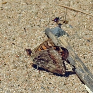 Junonia villida at Kambah Pool - 1 Nov 2018 11:36 AM