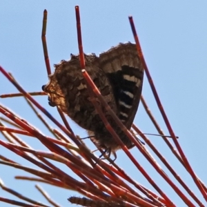 Ogyris amaryllis at Kambah Pool - 1 Nov 2018