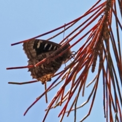 Ogyris amaryllis at Kambah Pool - 1 Nov 2018