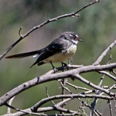 Rhipidura albiscapa (Grey Fantail) at Kambah Pool - 31 Oct 2018 by RodDeb