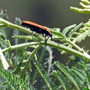 Rhinotia haemoptera at Kambah Pool - 1 Nov 2018 11:24 AM