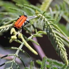 Rhinotia haemoptera at Kambah Pool - 1 Nov 2018