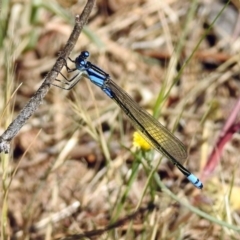 Ischnura heterosticta (Common Bluetail Damselfly) at Kambah Pool - 1 Nov 2018 by RodDeb