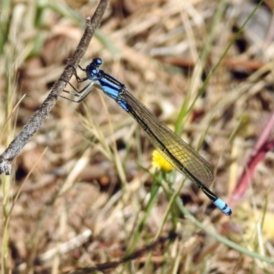 Ischnura heterosticta (Common Bluetail Damselfly) at Kambah Pool - 1 Nov 2018 by RodDeb