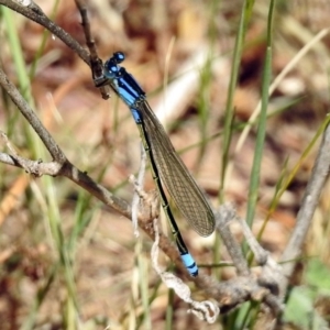 Ischnura heterosticta at Kambah Pool - 1 Nov 2018