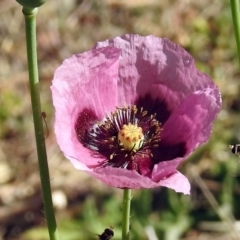 Papaver somniferum subsp. setigerum (Opium Poppy) at Kambah Pool - 31 Oct 2018 by RodDeb