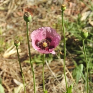 Papaver somniferum subsp. setigerum at Kambah Pool - 1 Nov 2018