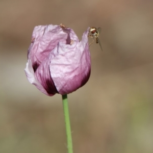 Papaver somniferum subsp. setigerum at Kambah Pool - 1 Nov 2018