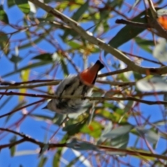 Dicaeum hirundinaceum (Mistletoebird) at Kambah Pool - 31 Oct 2018 by RodDeb