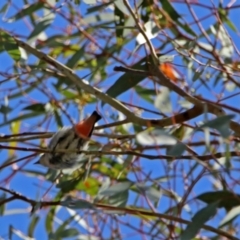 Dicaeum hirundinaceum at Kambah Pool - 1 Nov 2018 09:58 AM