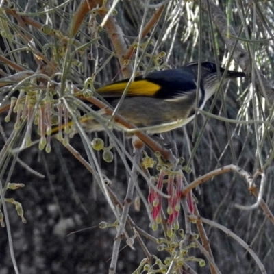 Phylidonyris pyrrhopterus (Crescent Honeyeater) at Kambah Pool - 31 Oct 2018 by RodDeb