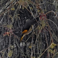 Phylidonyris pyrrhopterus at Kambah Pool - 1 Nov 2018