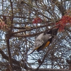 Phylidonyris pyrrhopterus at Kambah Pool - 1 Nov 2018