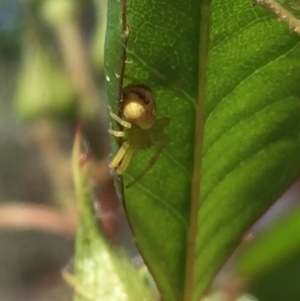 Thomisidae (family) at Ainslie, ACT - 30 Oct 2018