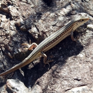 Ctenotus robustus at Kambah Pool - 1 Nov 2018