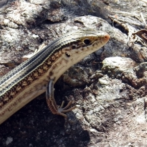 Ctenotus robustus at Kambah Pool - 1 Nov 2018 10:44 AM