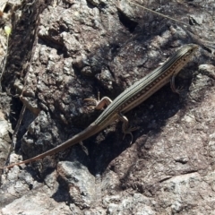 Ctenotus robustus at Kambah Pool - 1 Nov 2018