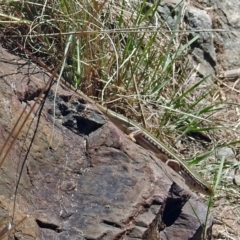 Ctenotus robustus at Kambah Pool - 1 Nov 2018 10:44 AM