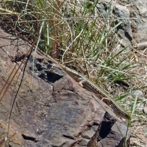 Ctenotus robustus at Kambah Pool - 1 Nov 2018 10:44 AM