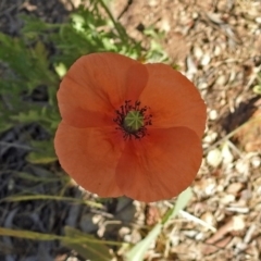 Papaver dubium (Longhead Poppy) at Kambah Pool - 1 Nov 2018 by RodDeb