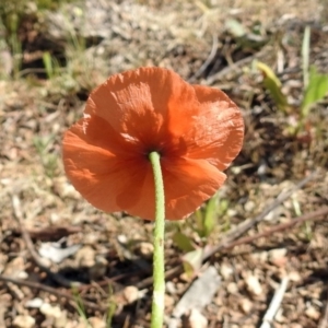 Papaver dubium at Kambah Pool - 1 Nov 2018