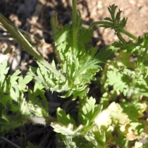 Papaver dubium at Kambah Pool - 1 Nov 2018