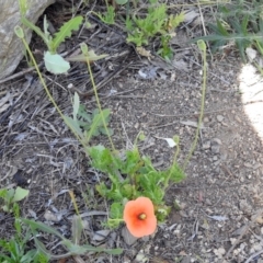 Papaver dubium at Kambah Pool - 1 Nov 2018 10:22 AM