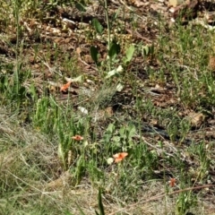 Papaver dubium at Kambah Pool - 1 Nov 2018