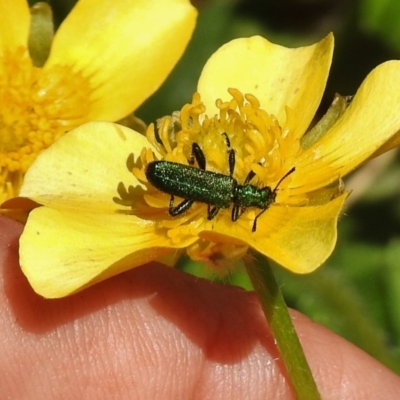 Eleale aspera (Clerid beetle) at Cotter River, ACT - 1 Nov 2018 by JohnBundock