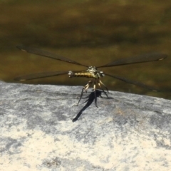 Diphlebia nymphoides at Kambah Pool - 1 Nov 2018