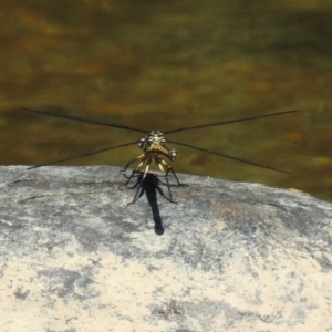 Diphlebia nymphoides at Kambah Pool - 1 Nov 2018