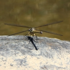 Diphlebia nymphoides at Kambah Pool - 1 Nov 2018