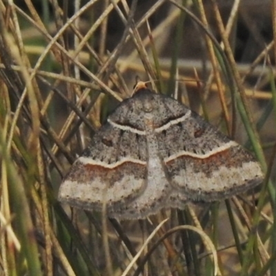 Antasia flavicapitata (Yellow-headed Heath Moth (Oenochrominae)) at Cotter River, ACT - 1 Nov 2018 by JohnBundock