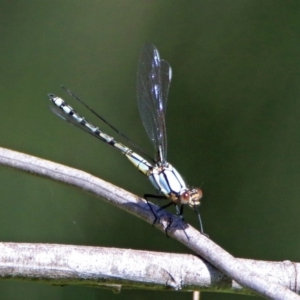 Diphlebia nymphoides at Kambah Pool - 1 Nov 2018